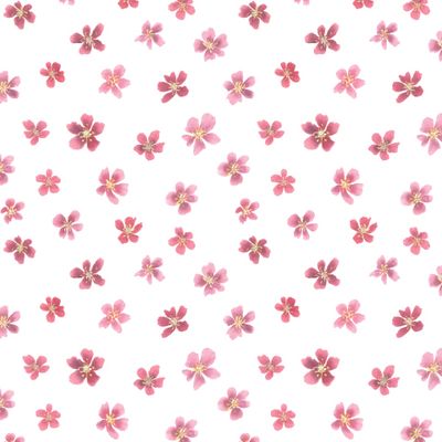 Цветение сакуры с мелкими цветками