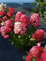 Гортензия метельчатая Даймонд Руж