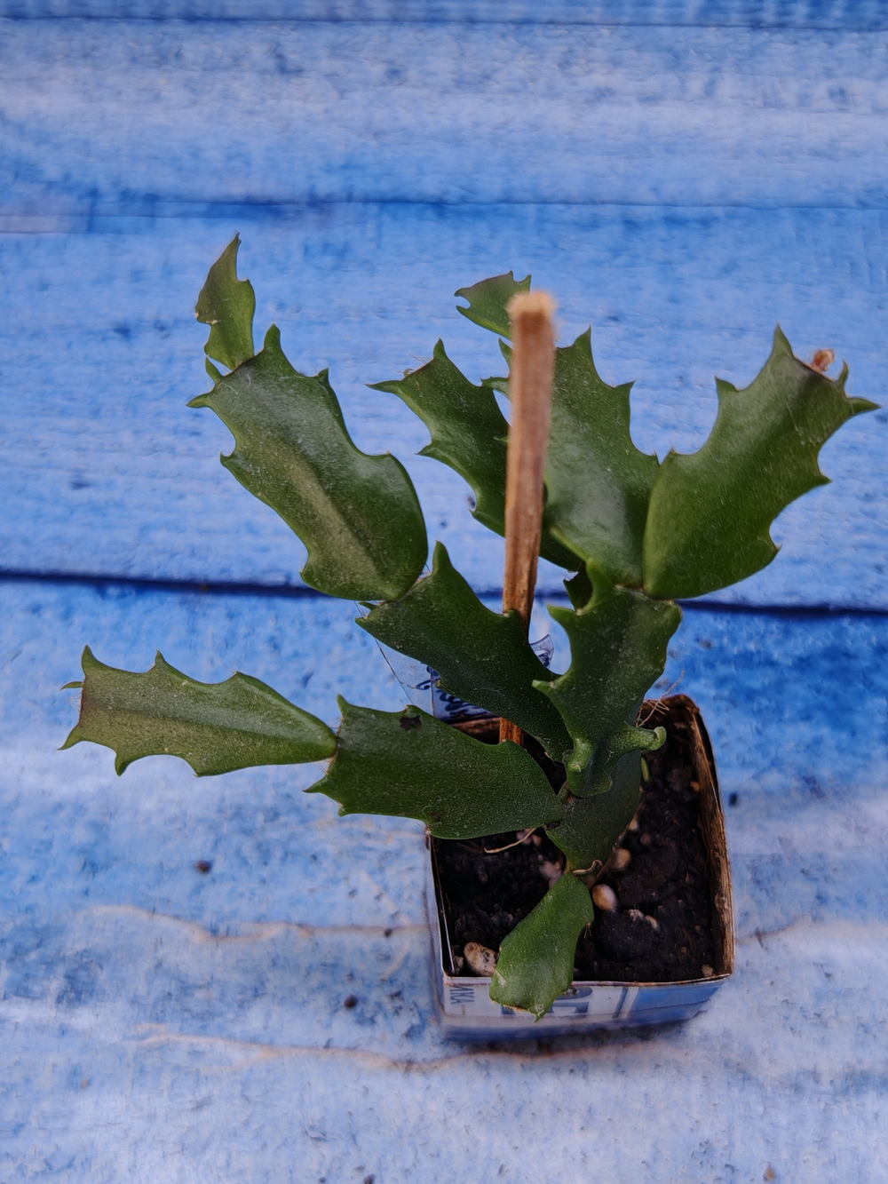 Schlumbergera cv. Thor Wild Cactus White (Шлюмбергера)