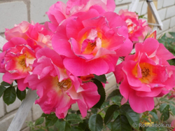 Роза Баяццо С7 Закупка М57 июнь 2026