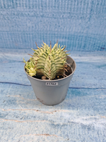 Euphorbia meloformis f. Variegated (Эуфорбия вариегатная)