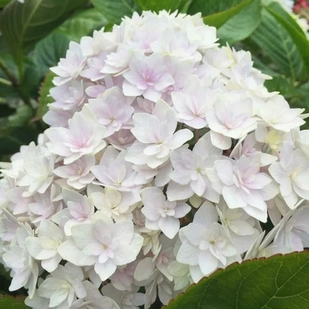 Peace (Пис) (Стандарт поставки Р9)2025г