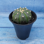 Astrophytum Asterias (Астрофитум)