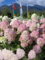 Гортензия метельчатая Мэджикал Кэндл