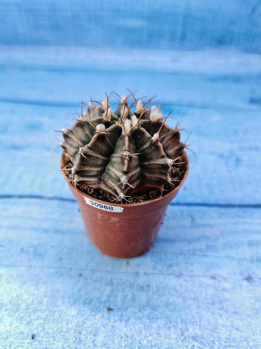 Gymnocalycium Friedrichii (Гимнокалициум)