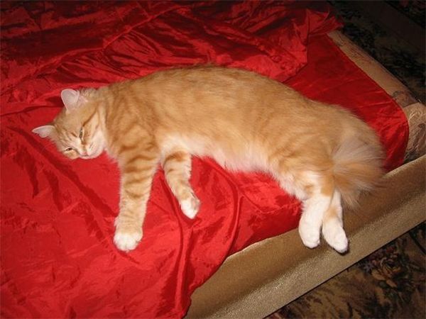 Кошачий отдых: сны и сновидения