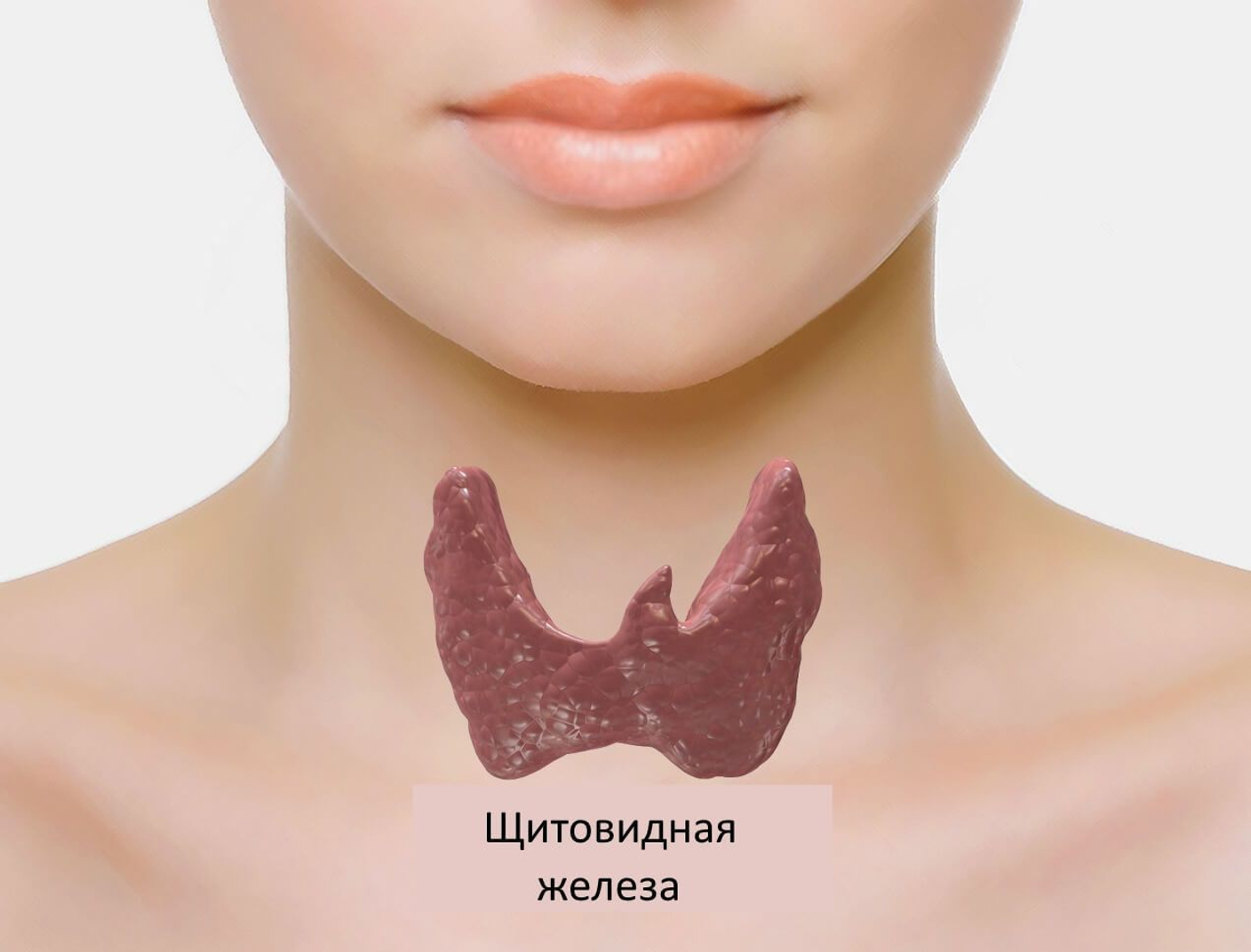 Щитовидная железа