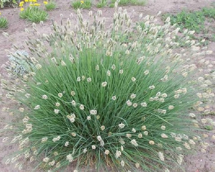 Сеслерия блестящая Нитида С2