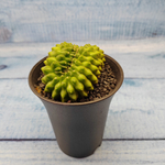 Gymnocalycium Spineless Crested form (Гимнокалициум Кристатный)