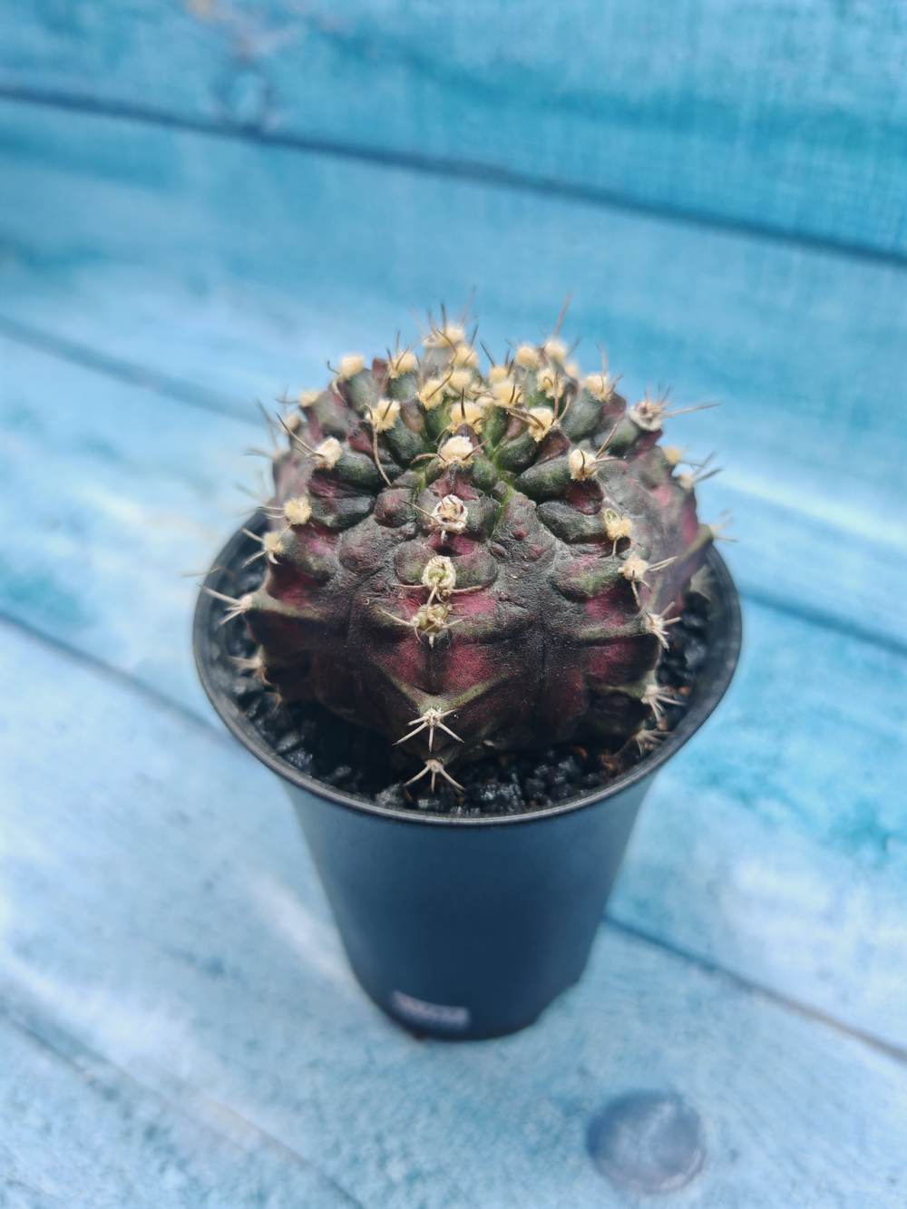 Gymnocalycium T-Rex Pink hybride (Гимнокалициум T-rex)