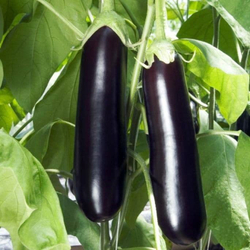 Баклажан Валентина F1 (50шт)  Витагрин Профи