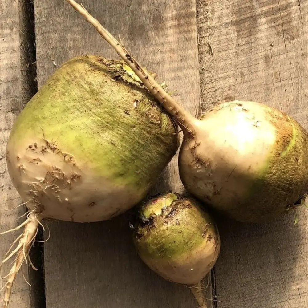 Свекла белая "О, Батат", 500 г (цена указана за 500г, вес может отличаться)