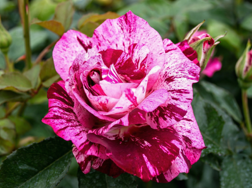 Роза спрей Purple Tiger (Перпл Тайгер)