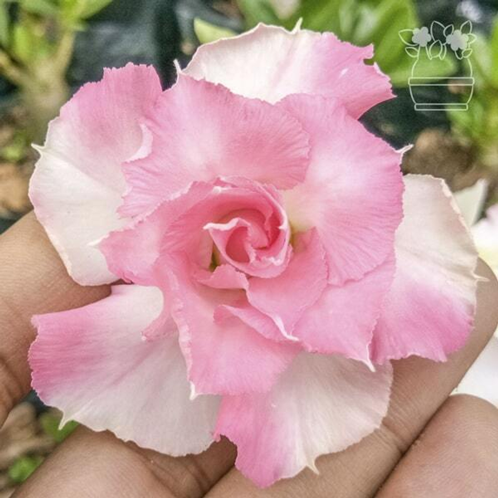 Адениум вариегатный PINK VARIEGATED