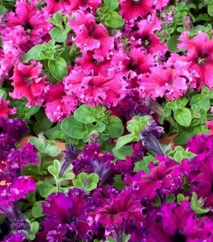 Петуния бахромчатая  Эспрессо Фраппе Микс