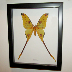 Бабочка Argema mittrei в рамке