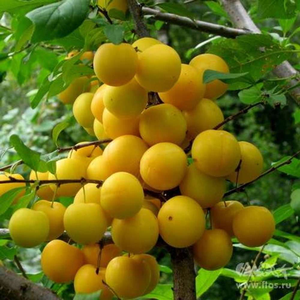 Алыча Царская