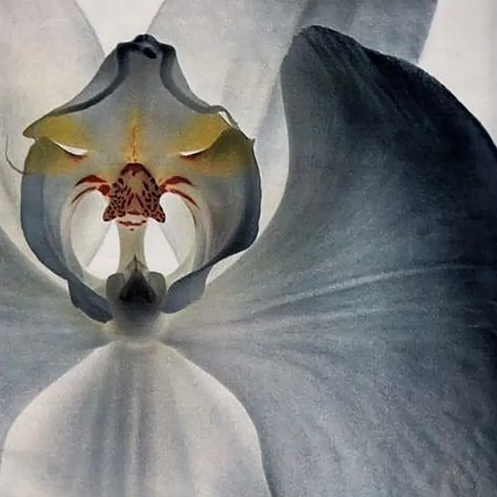 Keune Шампунь Сияние И Блеск Radiant Gloss Shampoo 1000 мл