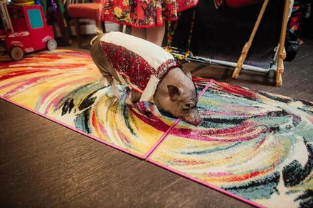 Шоу с мини пигами