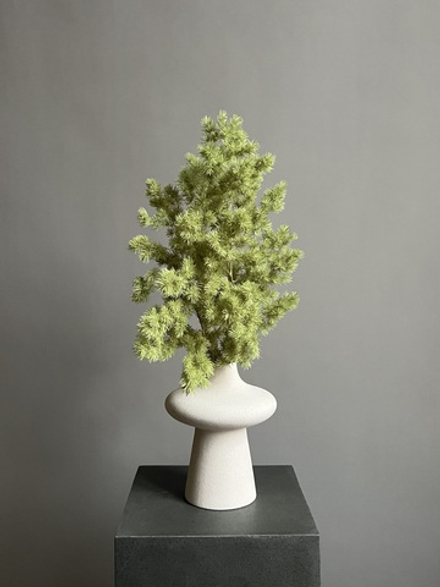 Аспарагус стабилизированный салатовый