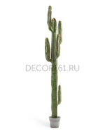 Кактус Цереус Мексиканский в-200, д-30 см 1/1 10.091828N