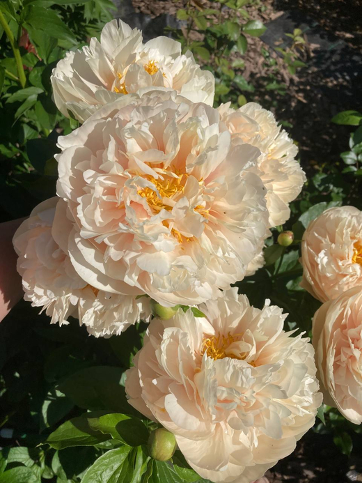 Пион Пастелеганс 3-5 почек Закупка М52 октябрь 2026