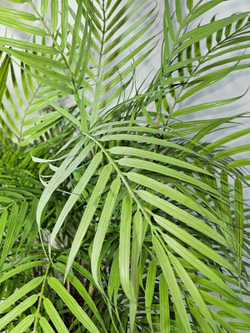 Пальма декоративная густая комнатная 80см в кашпо