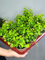 Фикус Пумила Уайт Санни D9см