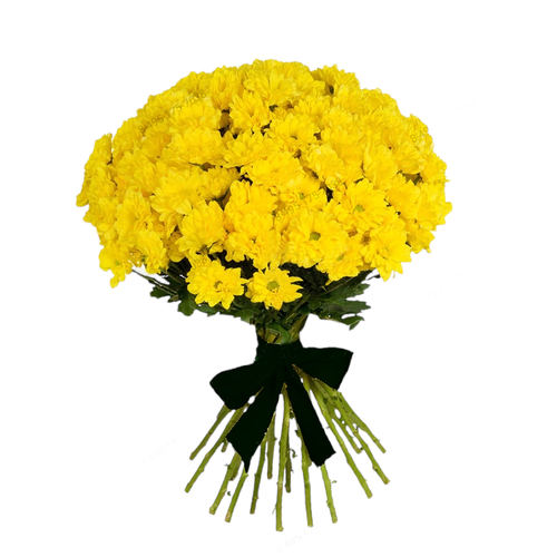 Траурный букет из живых цветов «20 жёлтых хризантем»