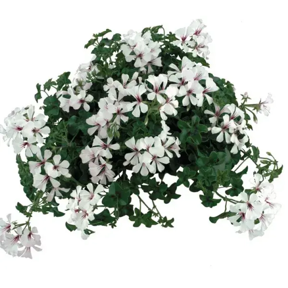 Пеларгония плющелистная Toscana Balcon Polar