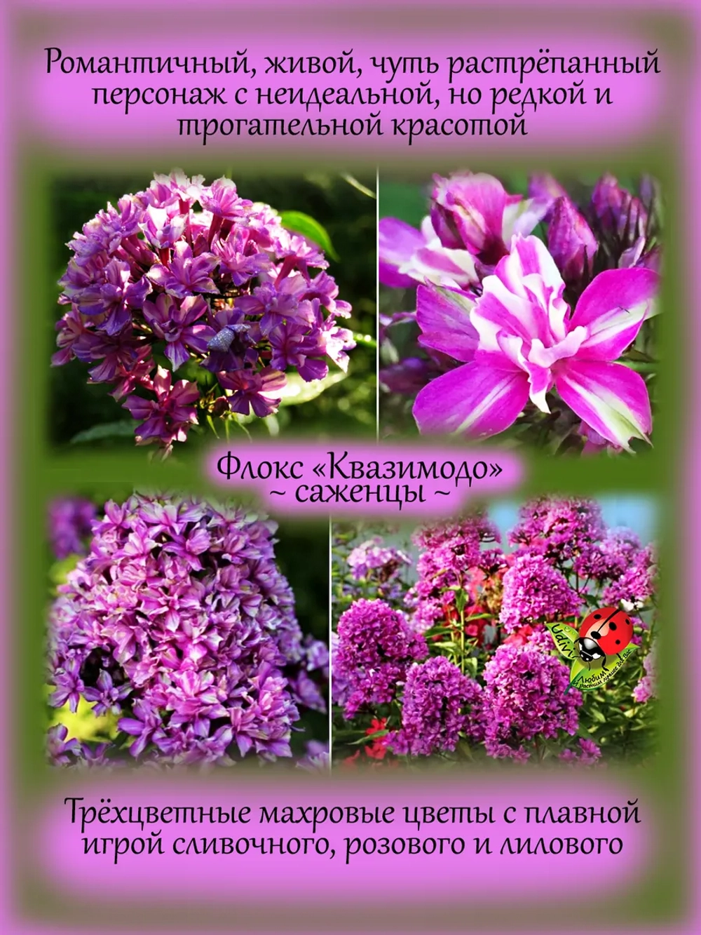 Флокс Квазимодо метельчатый махровый