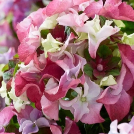 Леди Мата Хари Роуз "Lady Mata Hari Rose" р11