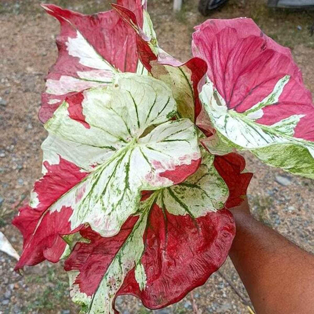 Каладиум NUEA DUANG – OVER THE MOON