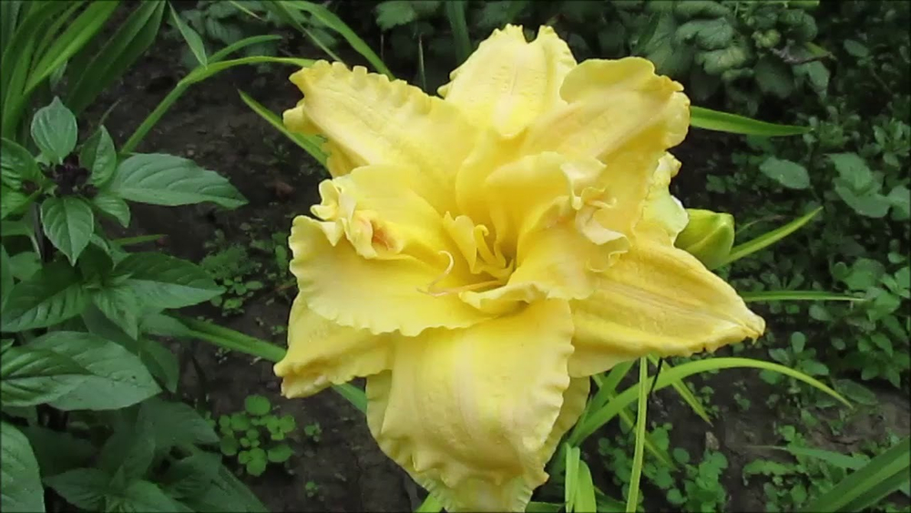 Лилейник Корневище, Эгг Йёлк, 2 шт