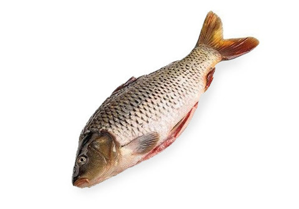 КАРП ОХЛАЖДЕННЫЙ