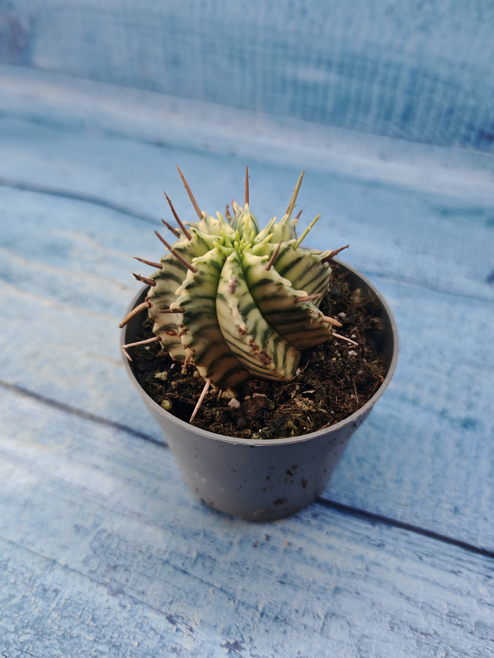 Euphorbia meloformis f. Variegated (Эуфорбия вариегатная)