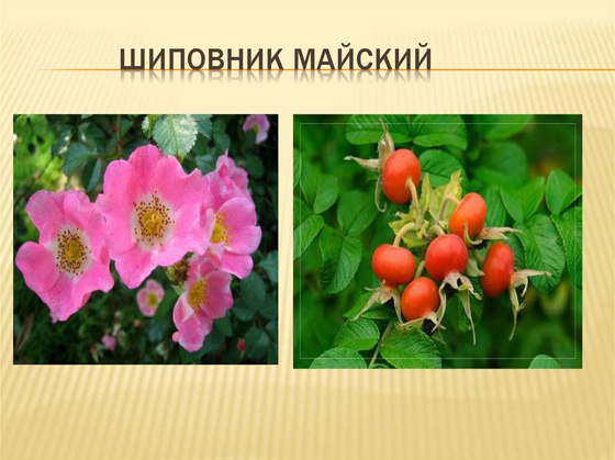 Гербарий "Лекарственные растения"