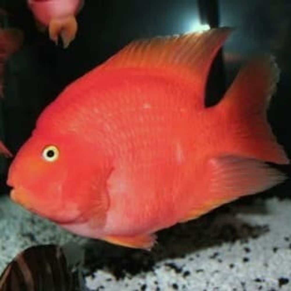 Рыба живая Попугай красный (3) Рыба живая Попугай красный (3)