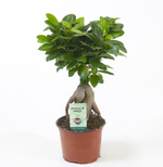 Фикус микрокарпа Гинсенг