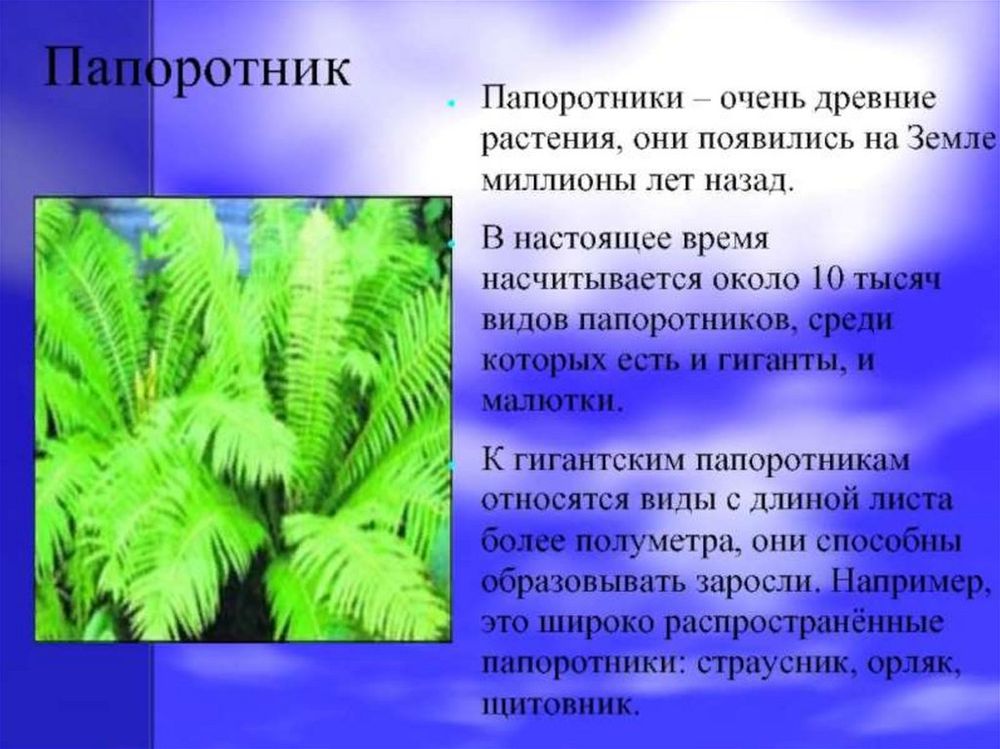 Модель-аппликация Размножение папоротника — купить по ФГОС | Учебный стандарт