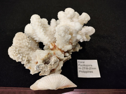 Коралл Поциллопора