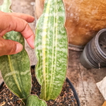 Сансевиерия KIRKII CORALBLUE VAR