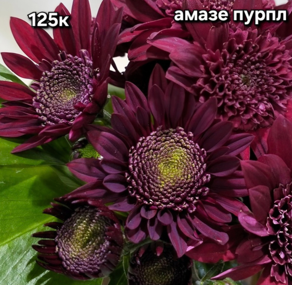 САЖЕНЦЫ ХРИЗАНТЕМЫ КОРЕЙСКАЯ № 125 АМАЗЕ ПУРПЛ