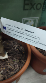 Помело “Rosso di Sarzana”