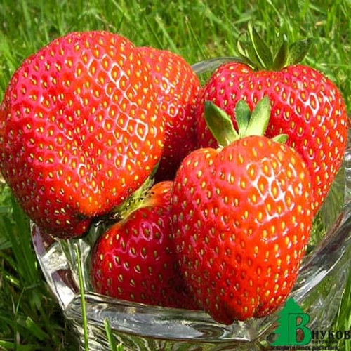 Априка (Aprica), Италия.