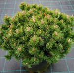 Сосна горная Хампи C5 20-30