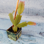 Schlumbergera Liberty Tasma Jay (Декабрист)