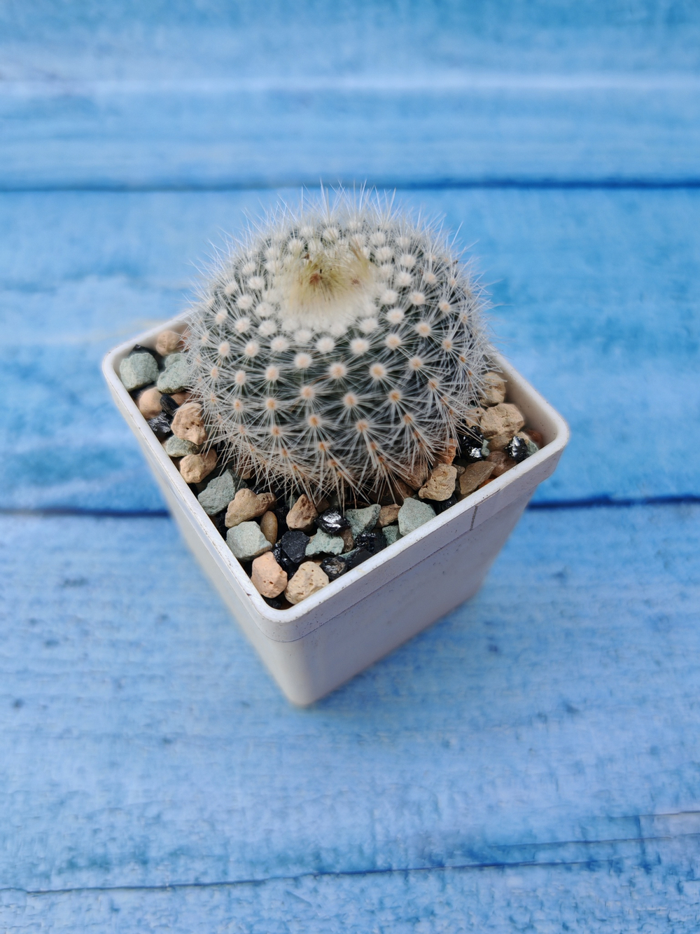 Notocactus Scopa (Нотокактус)