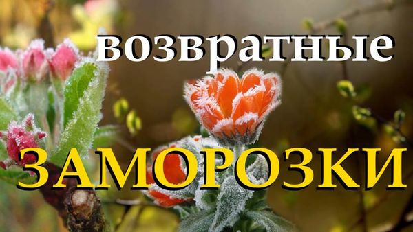 Возвратные заморозки в Сибири: спасаем цветущий сад без потерь