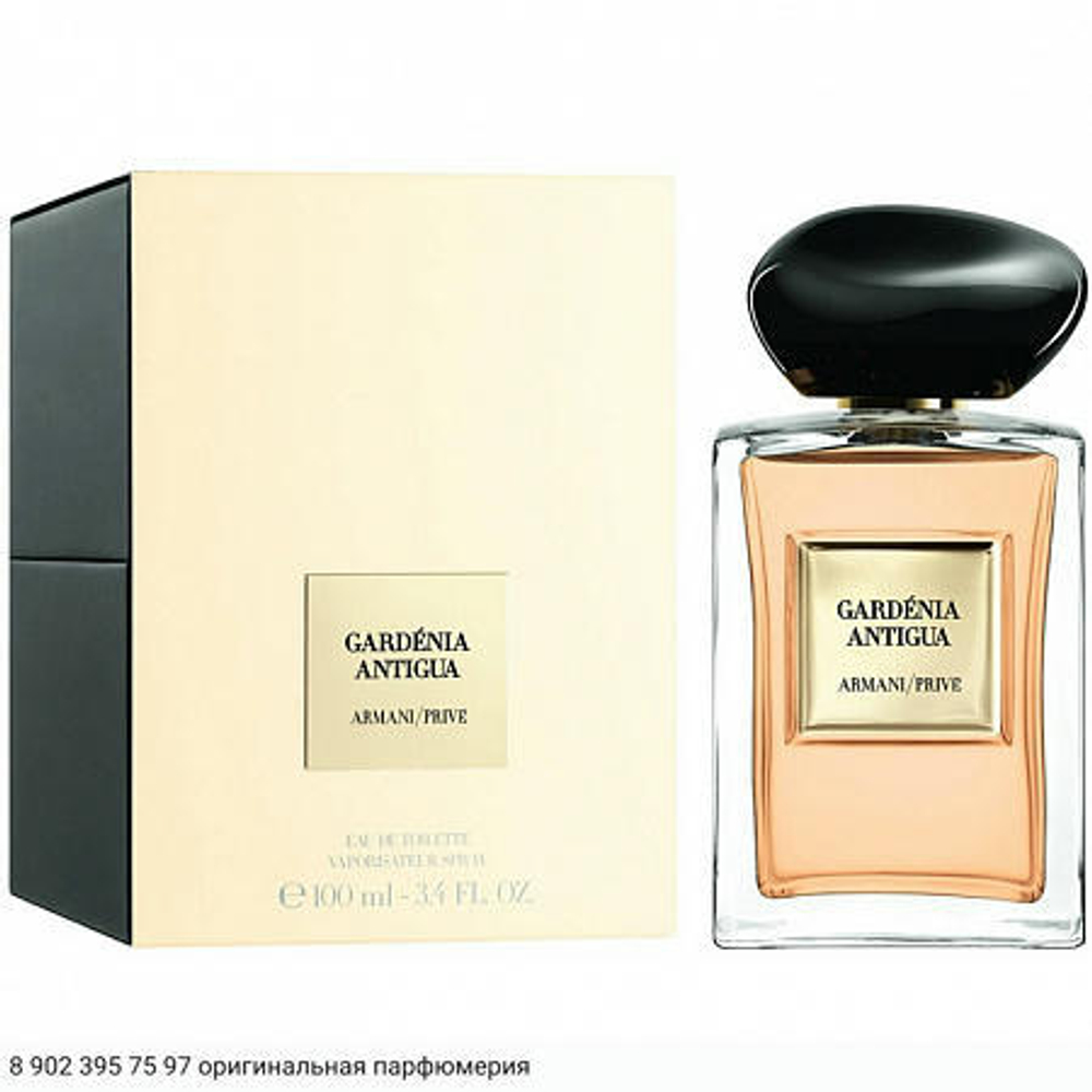 Gardenia Antigua